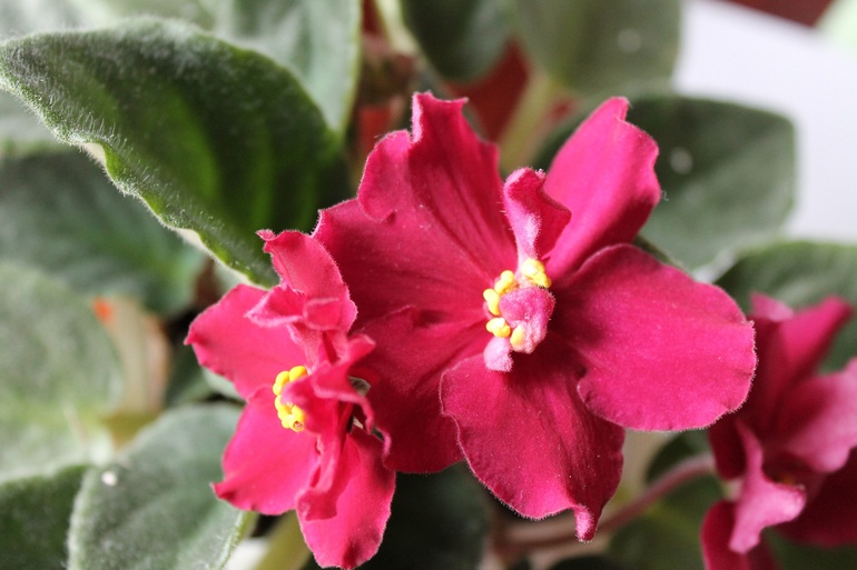 Мои растюхи