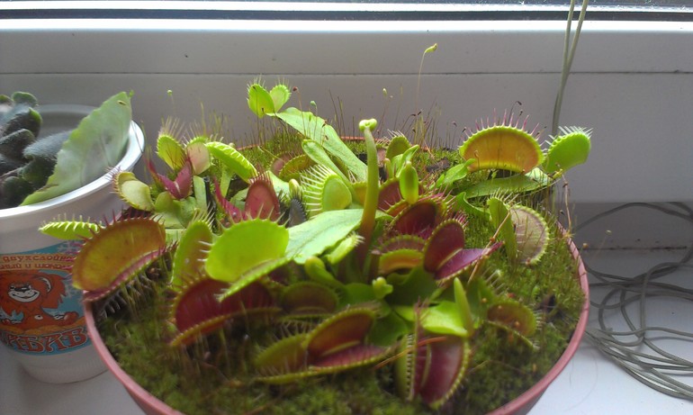 Навели прическу))