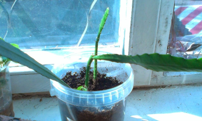 Зелёные наслаждения)