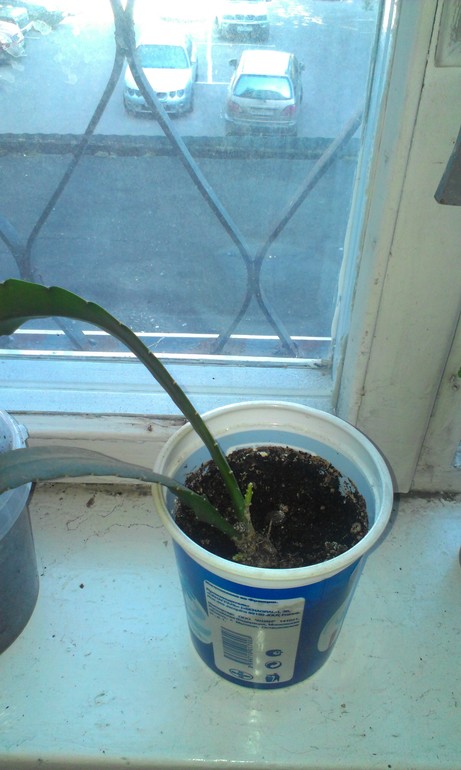 Зелёные наслаждения)