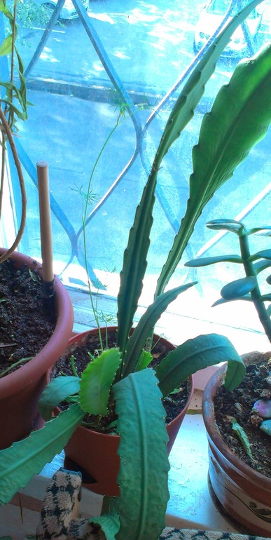 Зелёные наслаждения)