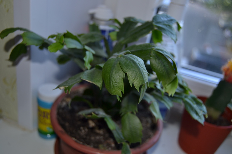 Зелёные наслаждения)