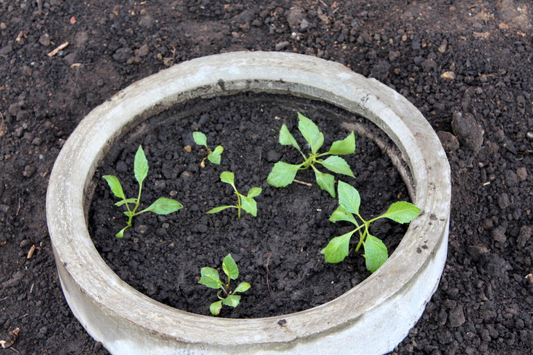 "Один раз в год сады цветут..."
