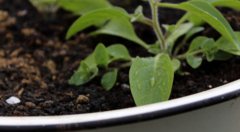 "Один раз в год сады цветут..."