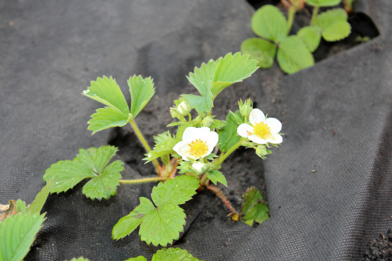"Один раз в год сады цветут..."