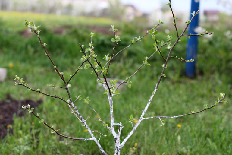 "Один раз в год сады цветут..."