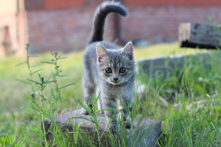 Огородное и цветочное, начало июля