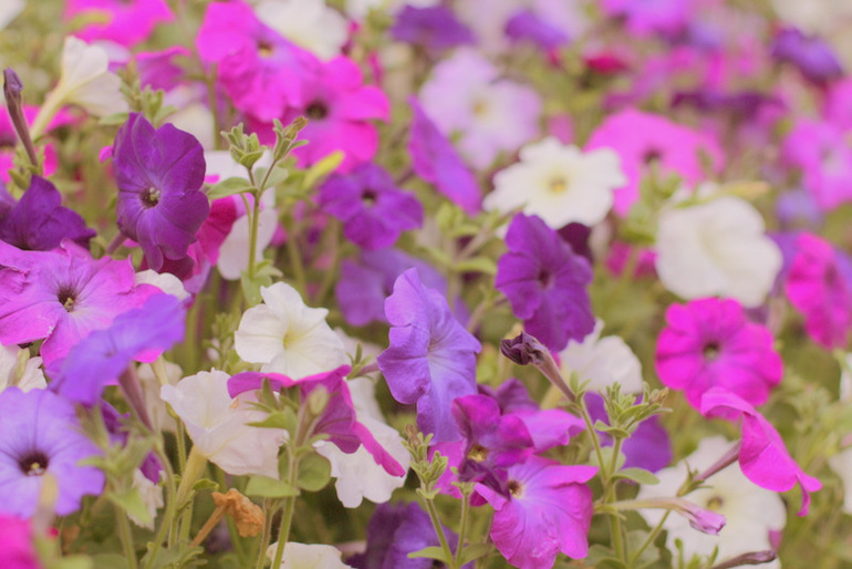 Огородное и цветочное, начало июля