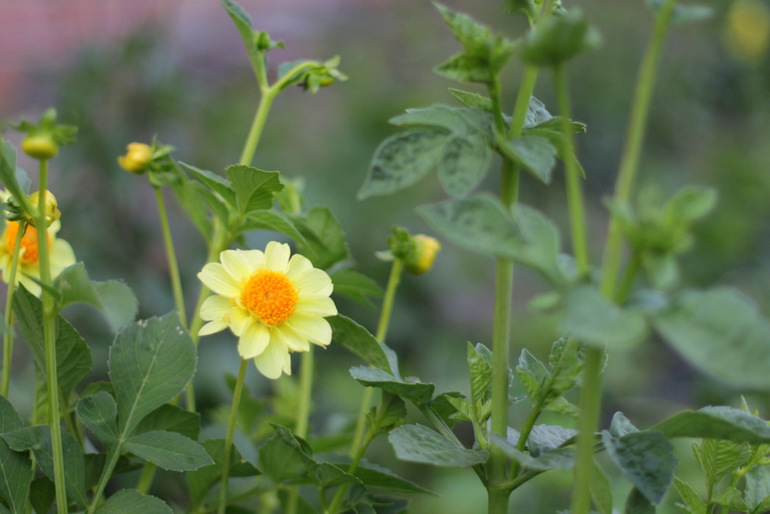 Огородное и цветочное, начало июля