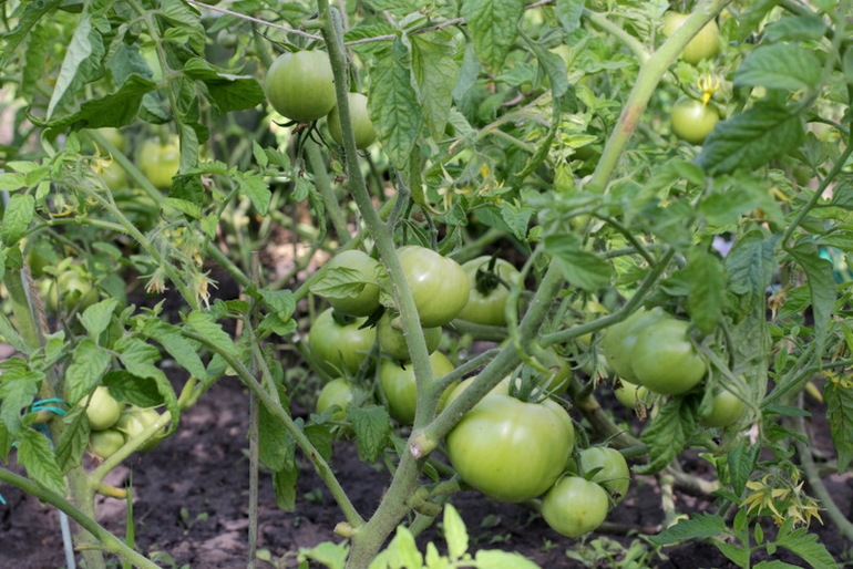 Огородное и цветочное, начало июля