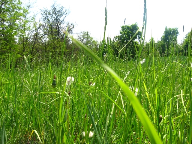 Житомирщина, Полесье