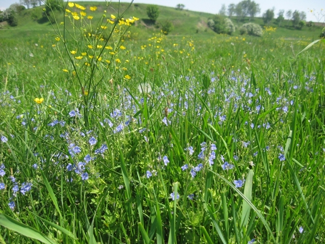 Житомирщина, Полесье