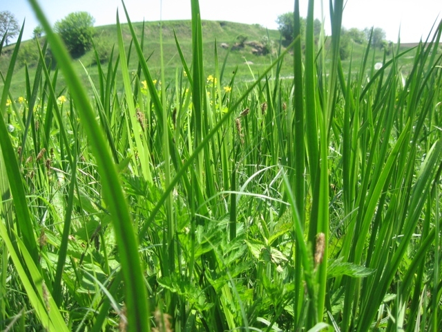 Житомирщина, Полесье