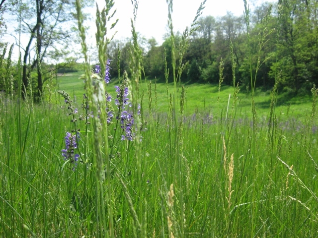 Житомирщина, Полесье