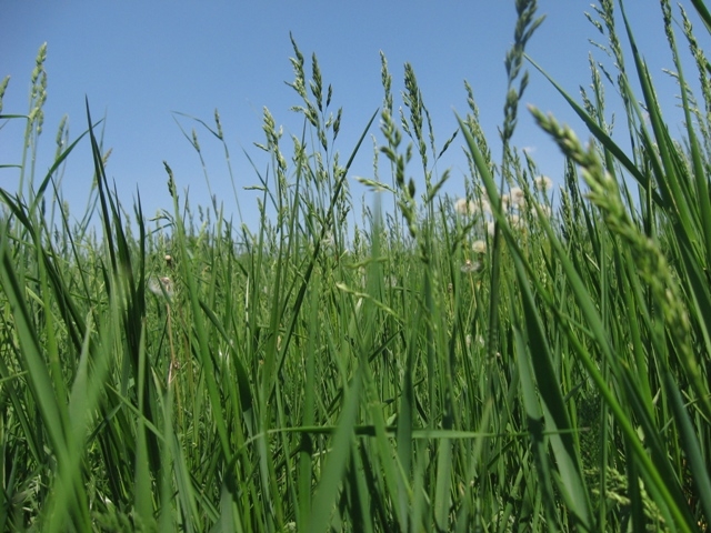 Житомирщина, Полесье