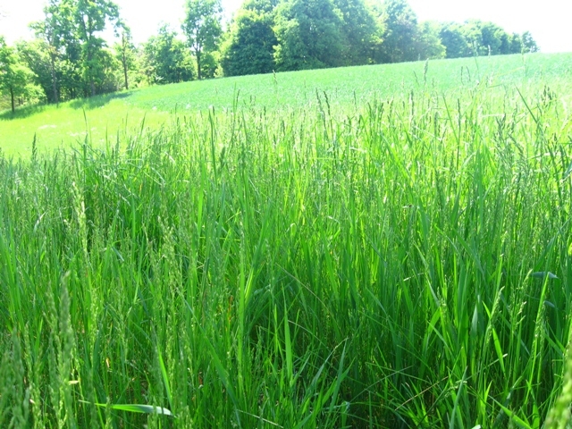 Житомирщина, Полесье