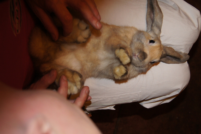 Наш плюшевый зайчик