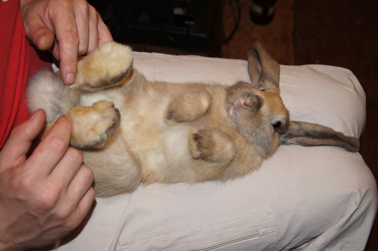 Наш плюшевый зайчик