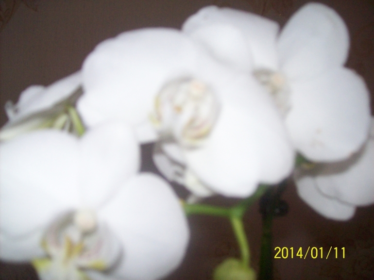 Покажу некоторых красавчиков.