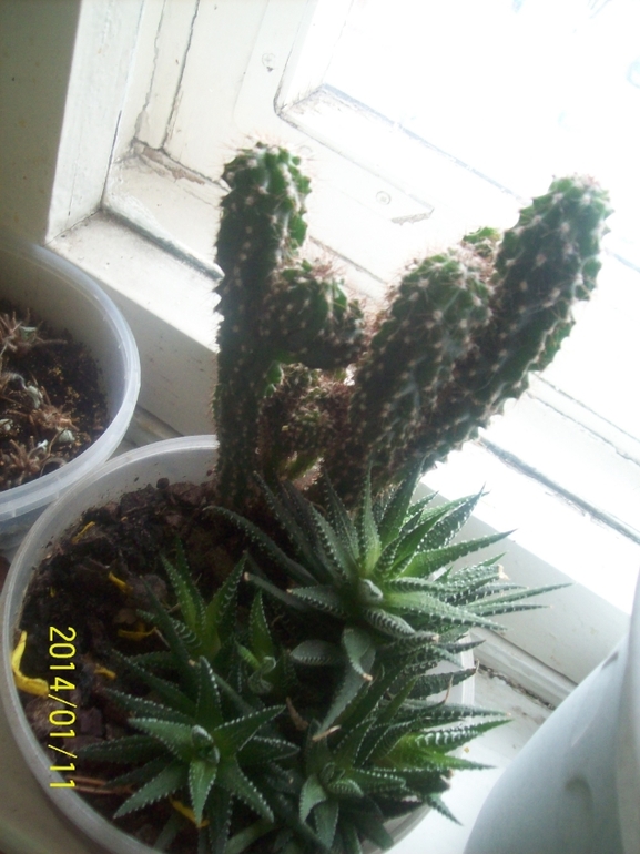 Покажу некоторых красавчиков.