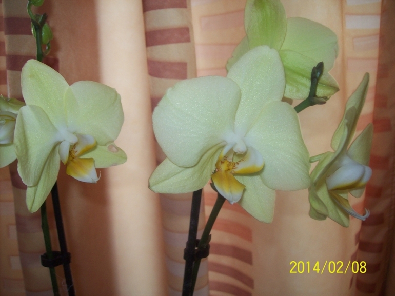 Орхидея новенькая