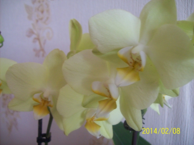 Орхидея новенькая
