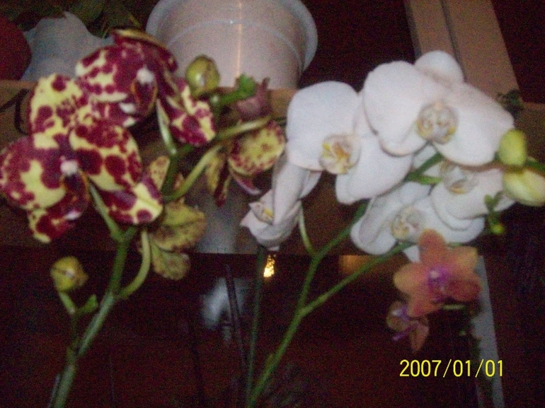 Мои красотки.