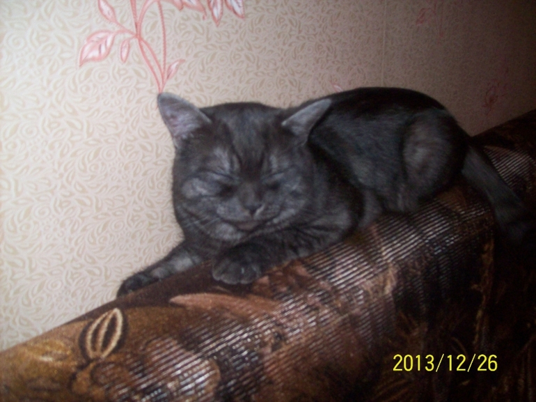 Любимая моя морда.