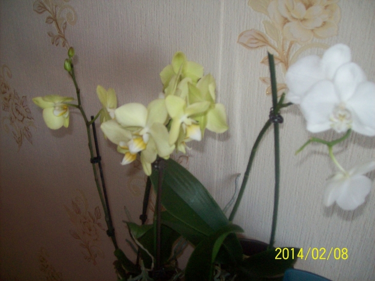 Орхидея новенькая