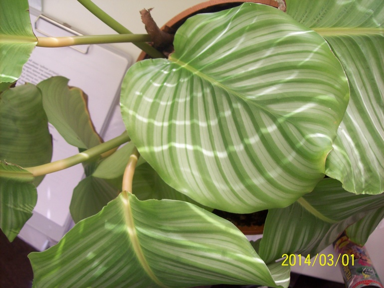 Что за цветок