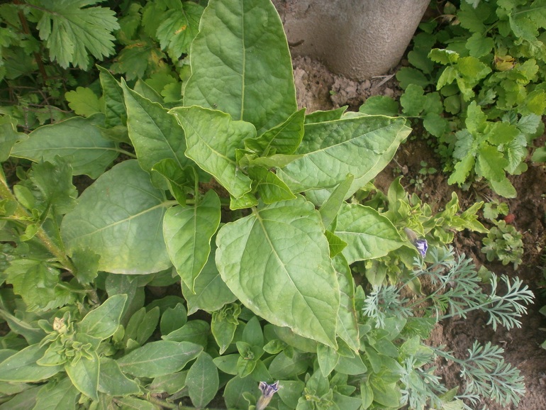 Уличный цветок