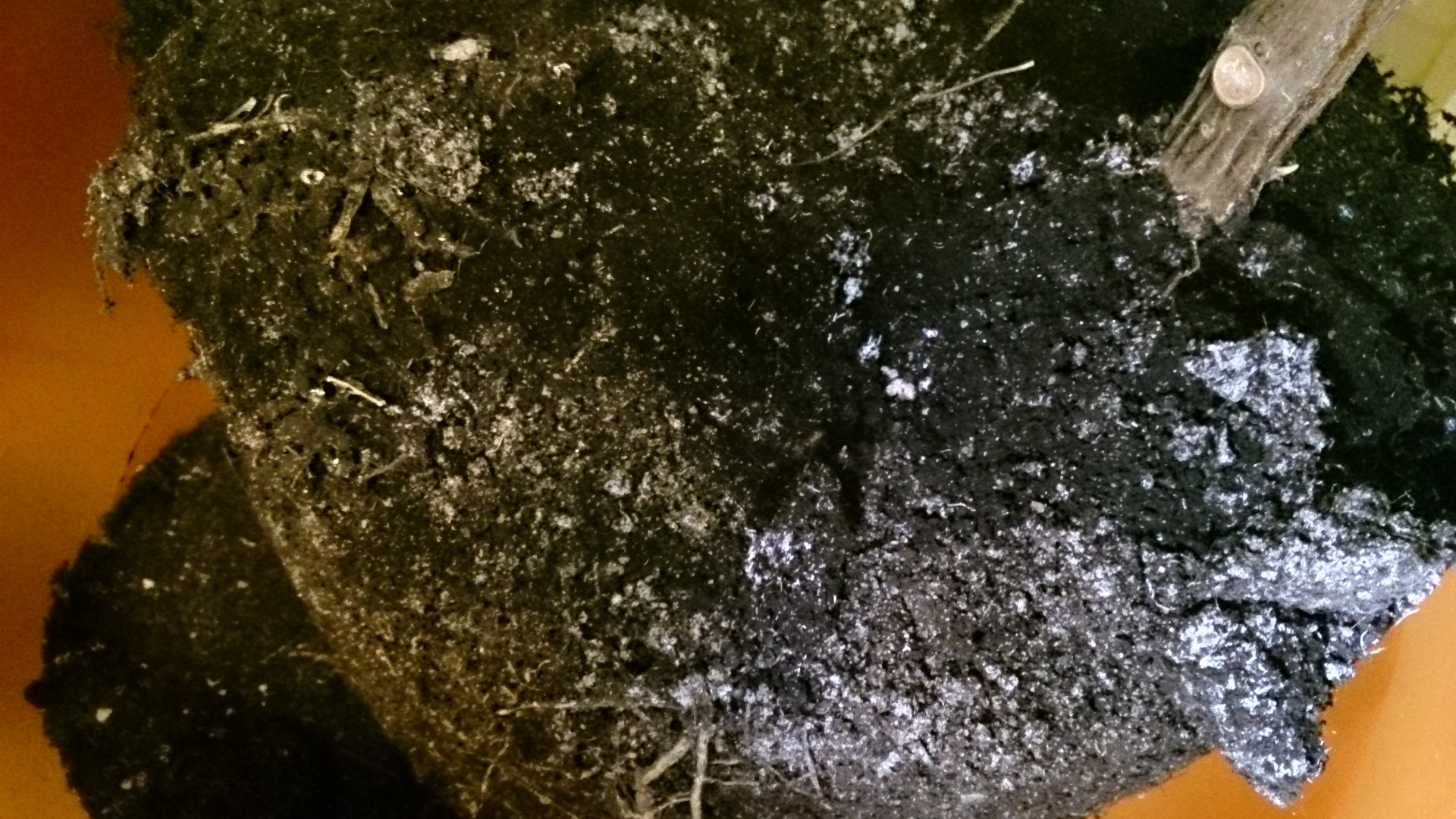 Срочно! Запах грибов от земли у фикуса.