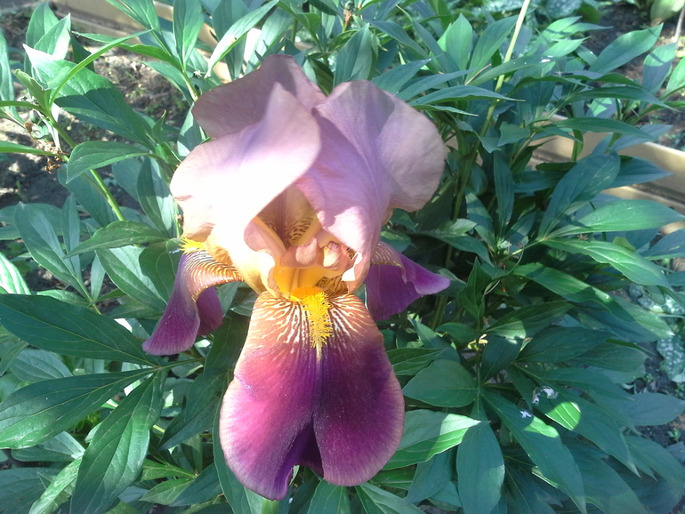 Вот такую красоту мама хотела выкинуть)))