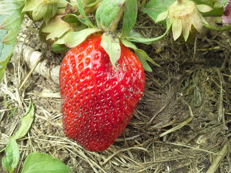 Куплю клубнику с огорода! Подмосковную! Или краснодарскую, если кто здесь продает