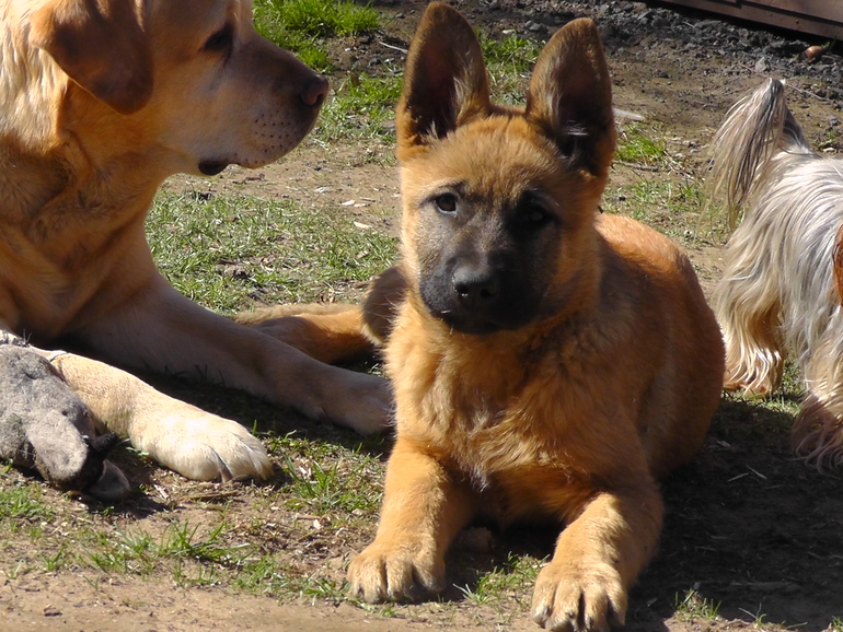 Угадай породу))