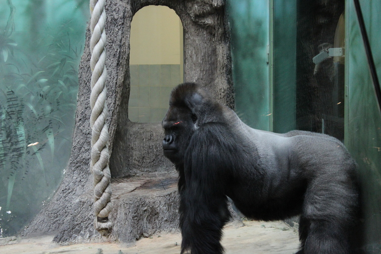 8 марта в ЗОО!