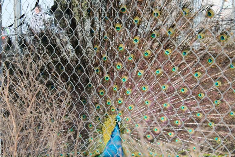 8 марта в ЗОО!