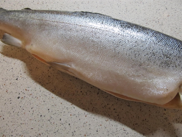 Слабосолёный лосось по-шведски (гравлакс, gravlax)