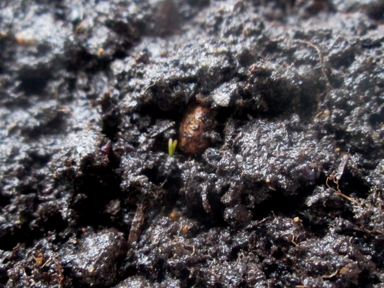 первый всход. кактусы