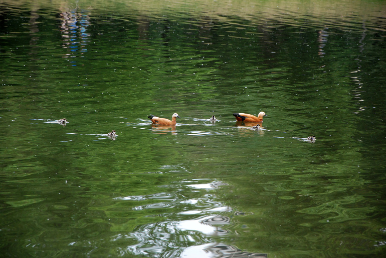 Беговелогонка в Красной Пахре