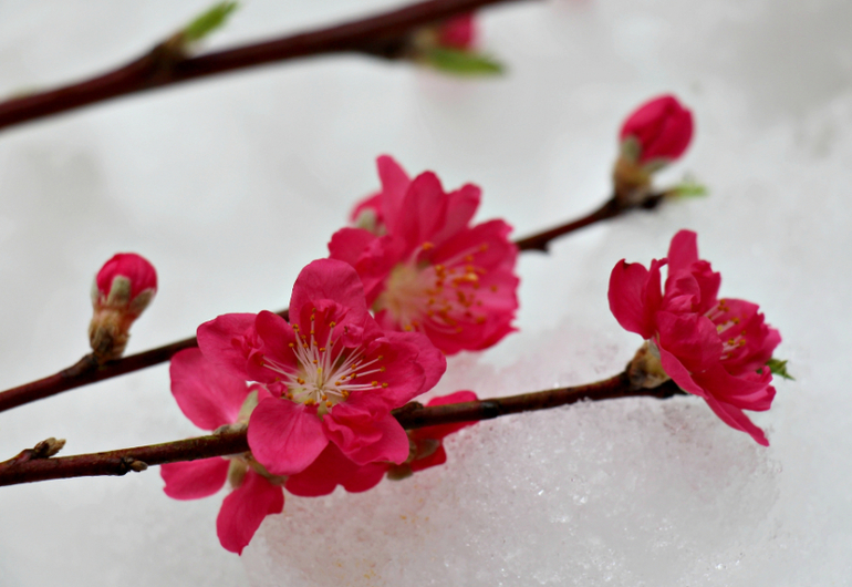 Валентинчики