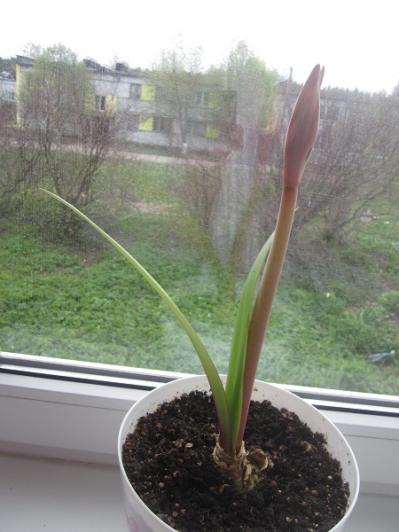 Мои цветочки:)