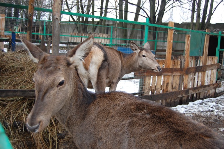 Первая поездка в мини-зоопарк