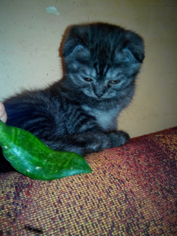 и мы растем) Тиффани!