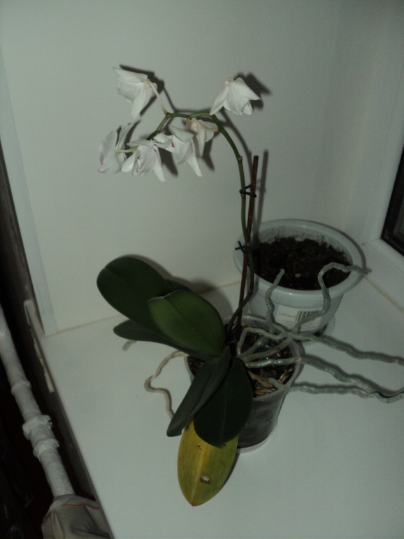 орхидея поникла