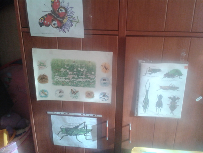 ТН Насекомые День 5