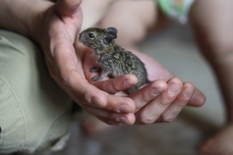Бельчонок дегу в добрые руки (Москва-Реутов)