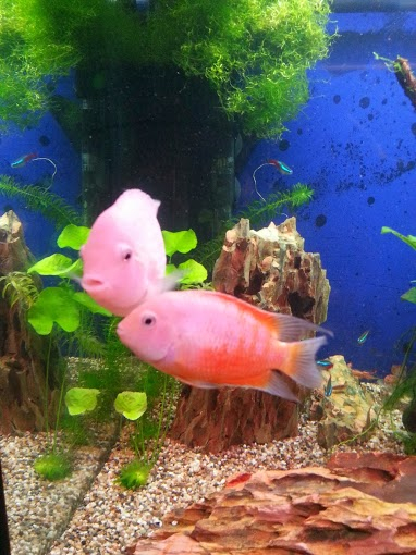 отдаю мальков цихлазома седжика и цихлазома фламинго. юго-западная