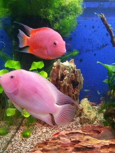 отдаю мальков цихлазома седжика и цихлазома фламинго. юго-западная