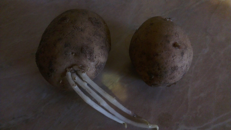Овощи